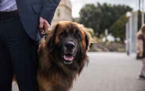Pet bonds