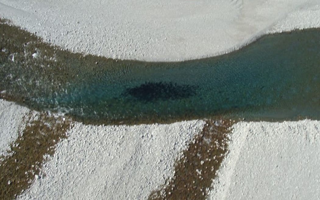 Salmon congregating in a pool before heading into spawning stream