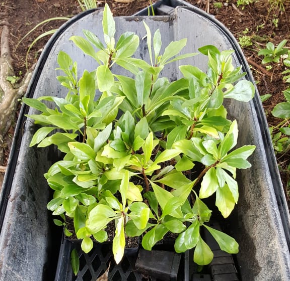 Kohurangi seedlings ready for planting.