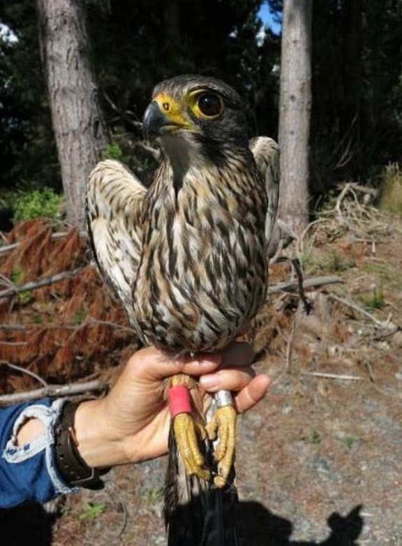 A young falcon that has been banded just before it leaves the nest.