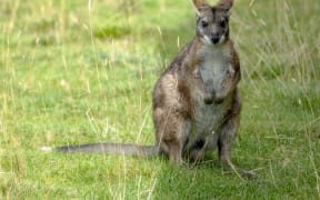 A Bennett's wallaby standing upright with its ears back.