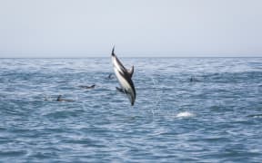 Swimming with dolphins with Encounter Kiakoura