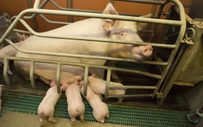 A sow farrowed in a pen. Photo: Claudius Thiriet/ Biosphoto via AFP)