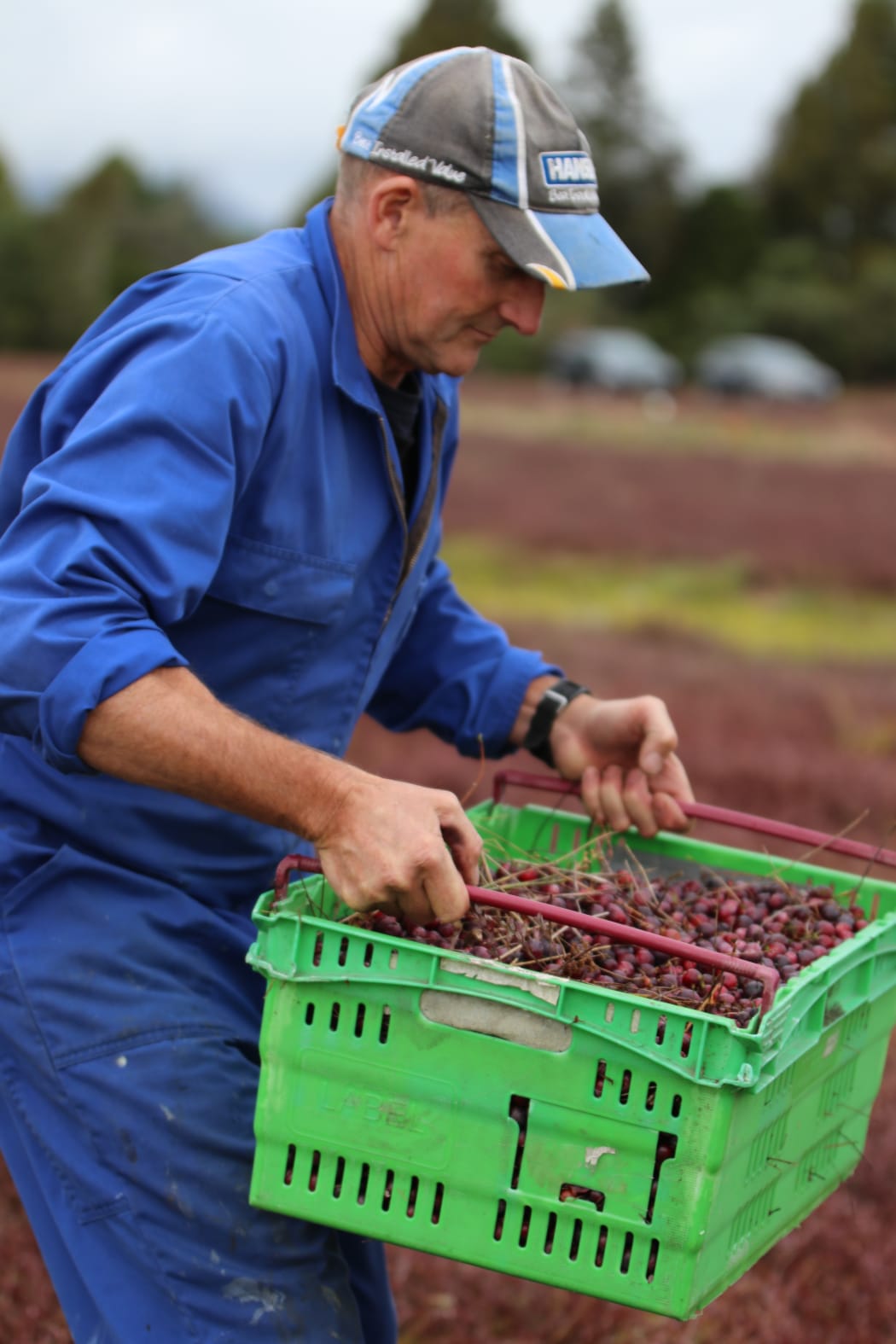 Kevin MacGregor with some of his cranberry harvest