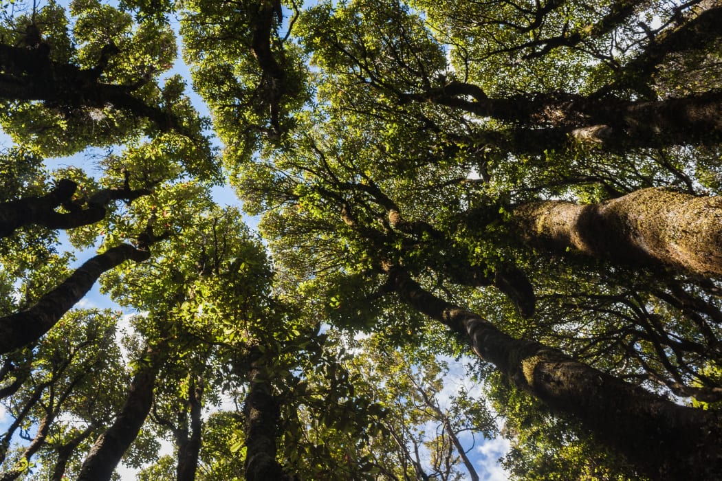Forest of native trees - New Zealand