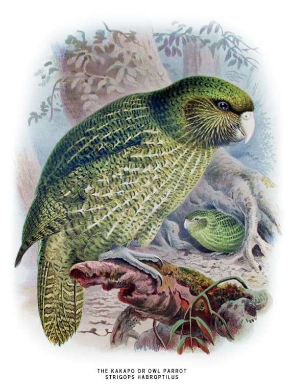 Kakapo illustrated by J. G. Keulemans, in W.L. Buller's A History of the Birds of New Zealand, 1888.