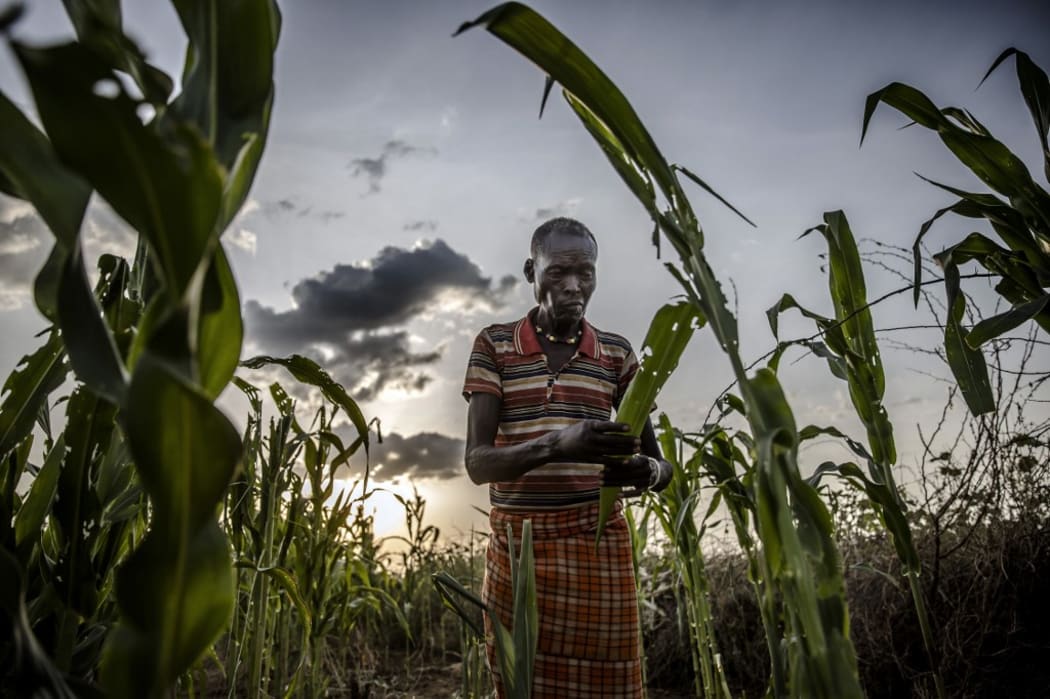 65-year-old Turkana farmer Lochom Ekiru assing the severe damage of his maize crops after hopper bands of desert locust ravaged them in Kalemngorok, Turkana County, Kenya.