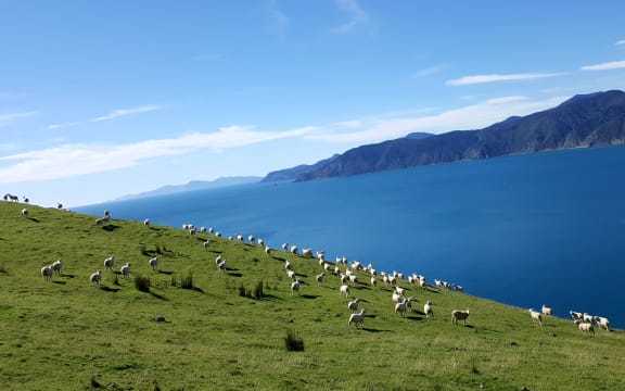 Marlborough Sounds Sheep Farm