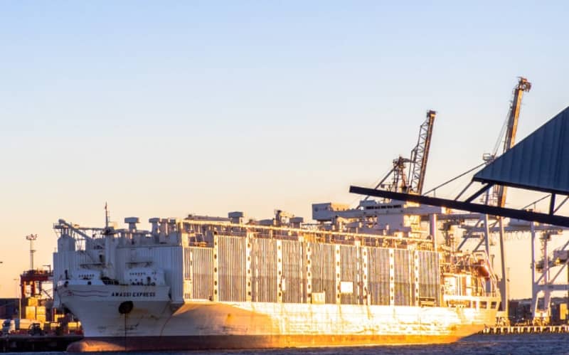 Vessel blocked for animal mistreatment has shipped NZ livestock | RNZ