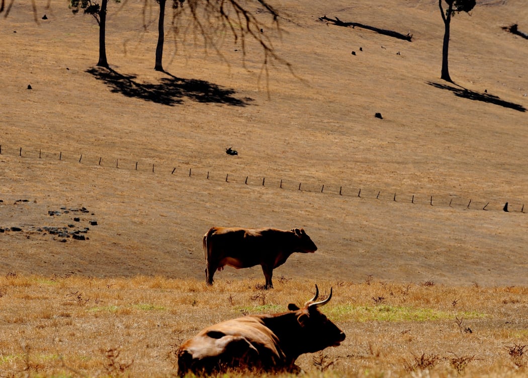 Cattle on dry land, Western Australia.