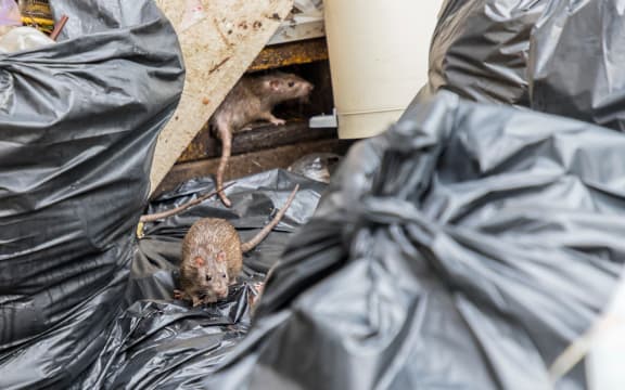 Mice in the garbage, old foam and black bags. Selective focus.