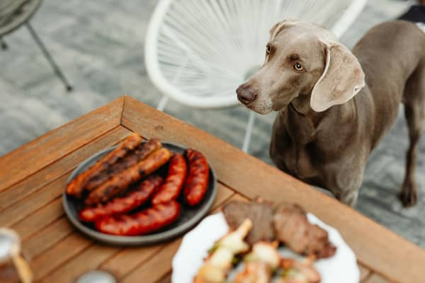 Dog peers at barbecued meats on plates at table.