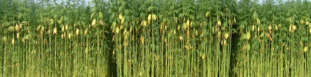 Hemp