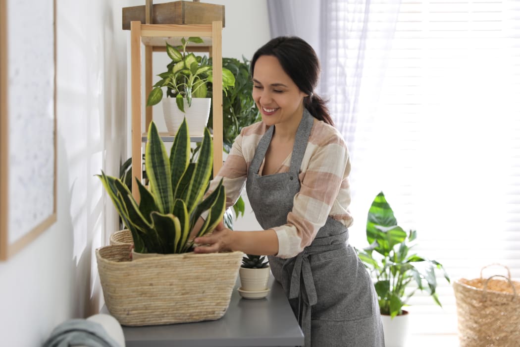Mature woman taking care of houseplant at home. Engaging hobby
