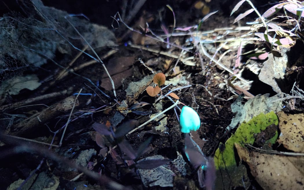 Bioluminescent fungi on the nighttime bush walk in the Mokorua Scenic Reserve
