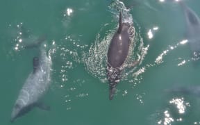 Tourists and passengers on a cruise in Akaroa Harbour were treated to a rare sighting of a solo short-beaked common dolphin.