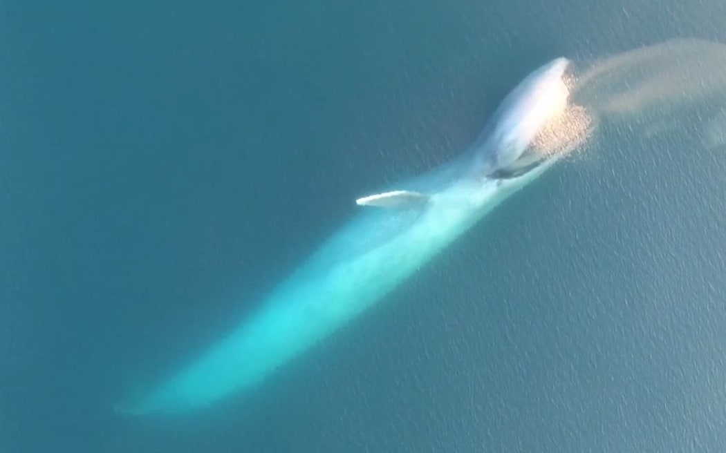 Rare footage of blue whales feeding near Taranaki's south bight.