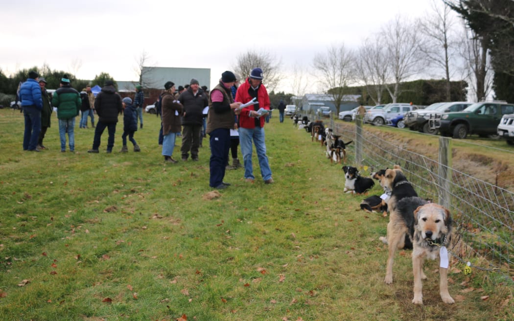 Working dog sale