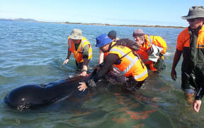 DoC rangers and volunteers re-float a whale at Farewell Spit.