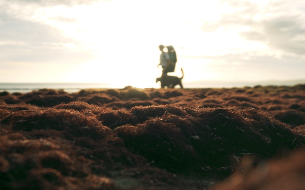 Red seaweed has blanketed Auckland beaches.