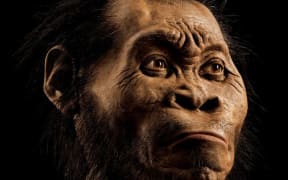 A reconstruction of a Homo naledi face, from the March 2015 National Geographic.