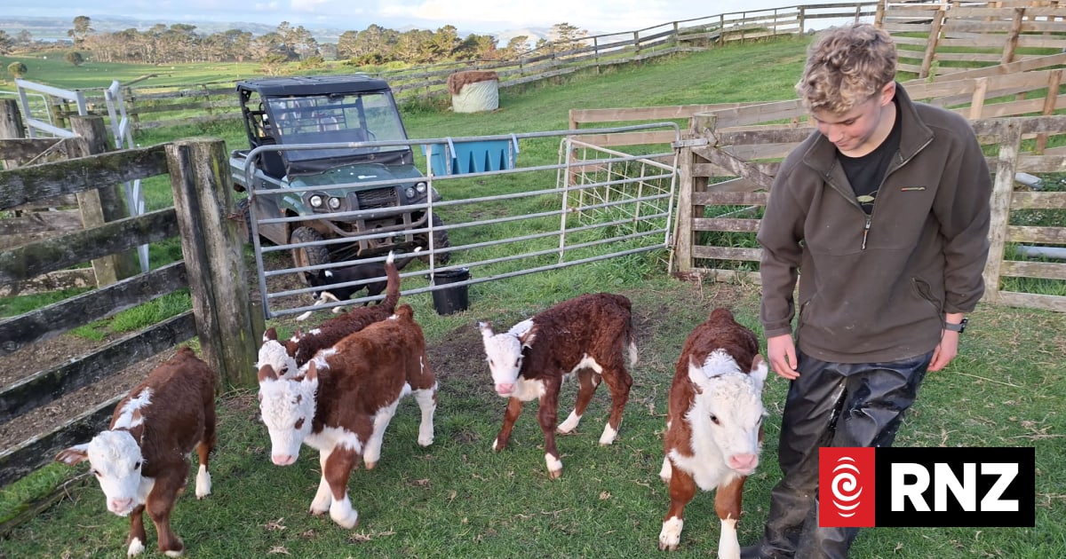 Calving time has Northland stud farm seeing double