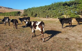 Andre Van Barneveld's farm on Banks Peninsula