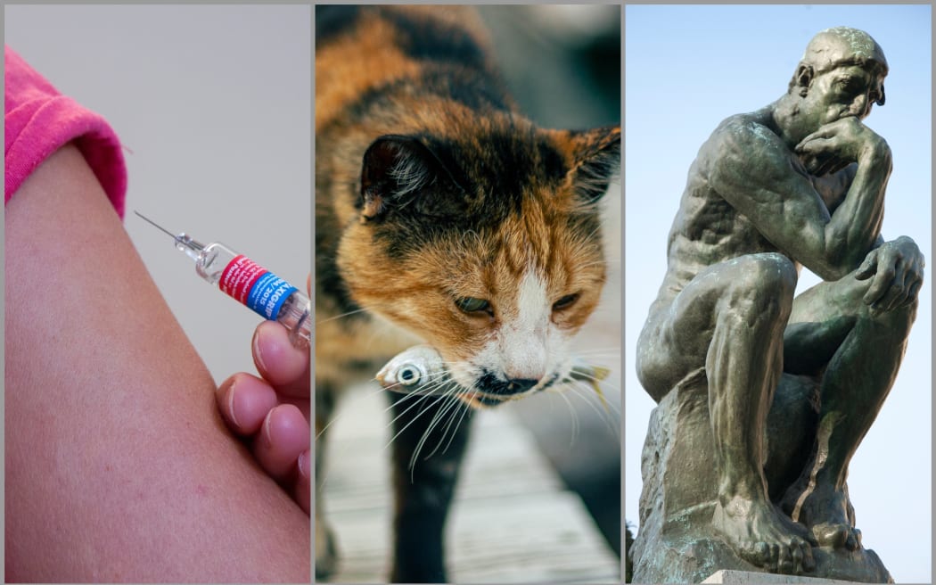 Injection, Cat with fish, The Thinker