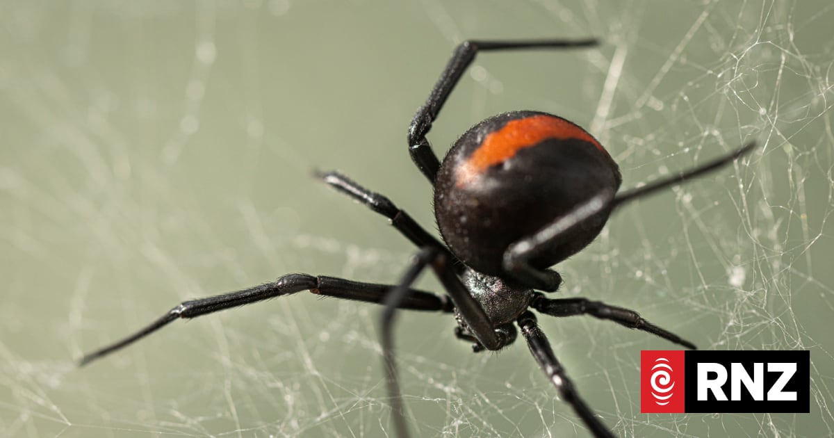 Our Changing World: A tricky trap for redback spiders | RNZ