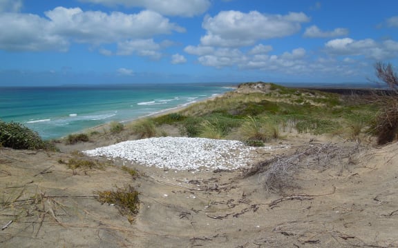A prehistoric Moriori midden, which contained the remains of the Chatham Island prehistoric sea lion, in Chatham Island's northeast.