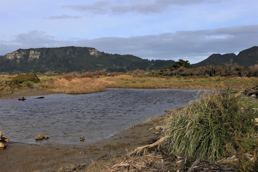 Part of the nearby wetland area.
