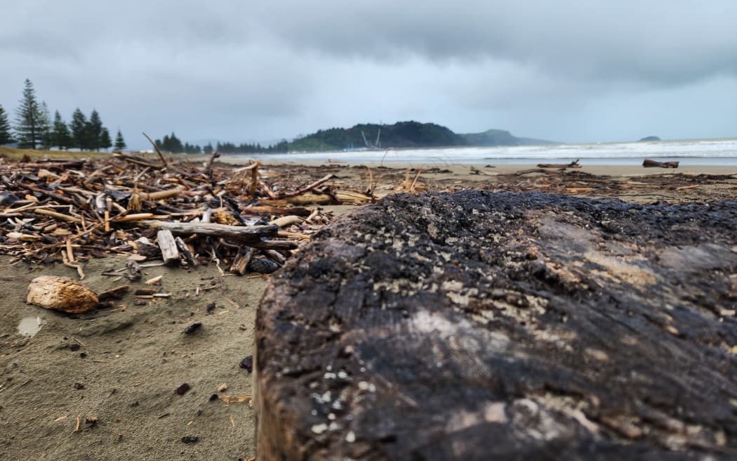 Forest debris on Gisborne's Midway Beach