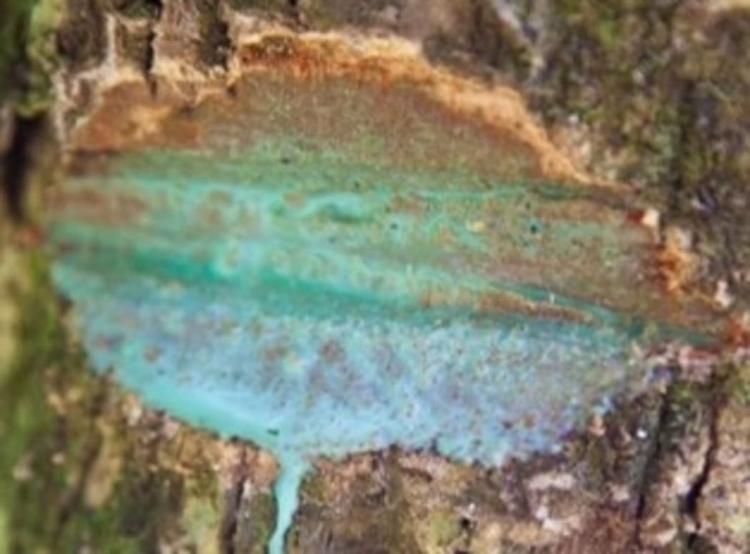 Pycnandra acuminata, a tree from New Caledonia, with latex exudate containing nickel.