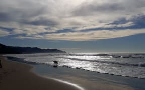 Hawkes Bay beach. A dog runs through the shallows.