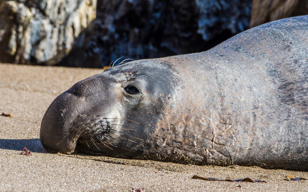An elephant Seal on San Simeon Beach in California.