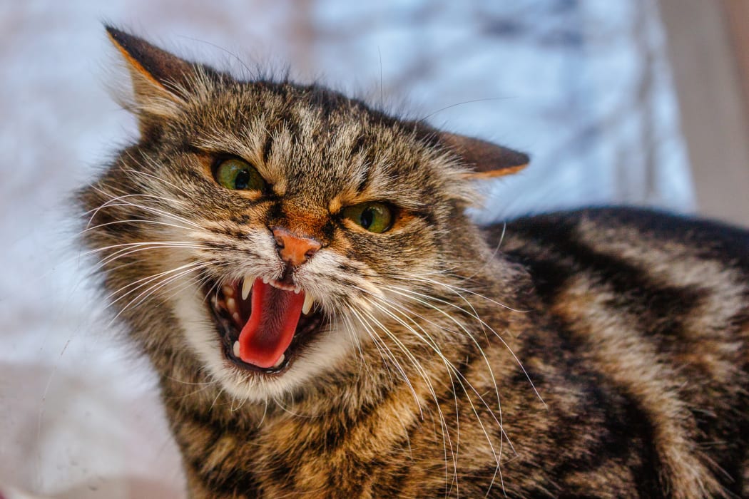 A ferocious, evil cat on the windowsill on the street. Angry, mistrustful cussing cat. The cat looks maliciously, incredulously. An evil cat, hisses with an open mouth. The cat shows teeth.