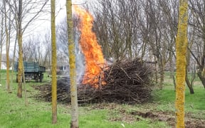 Burning heaps of wood in the park. Burning old branches.