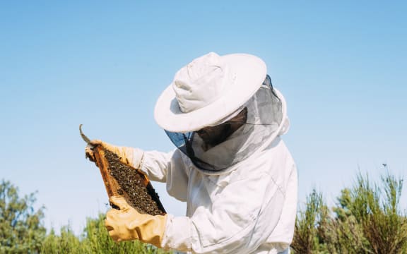 Beekeeper working to collect honey.