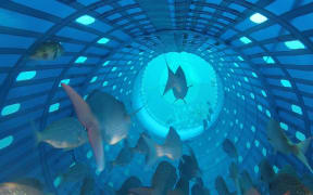 New Zealand Snapper swimming in new Precision Seafood Harvesting technology.