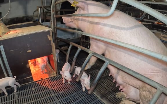 A farrowing sow at a South Taranaki piggery with its piglets near their warmed house.