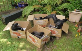Four Westland petrel fledglings in cardboard boxes.