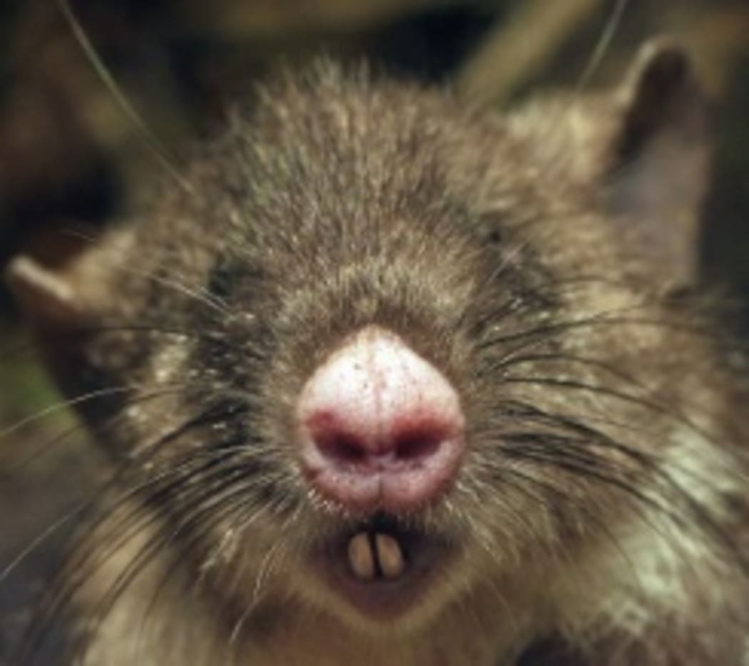The newly discovered hog-nosed rat.