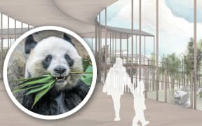 Retired businessman Max Patmoy says he will be re-presenting his vision and request for the use of a portion of the Tōmoana Showgrounds to new Hastings Mayor Wendy Schollum.