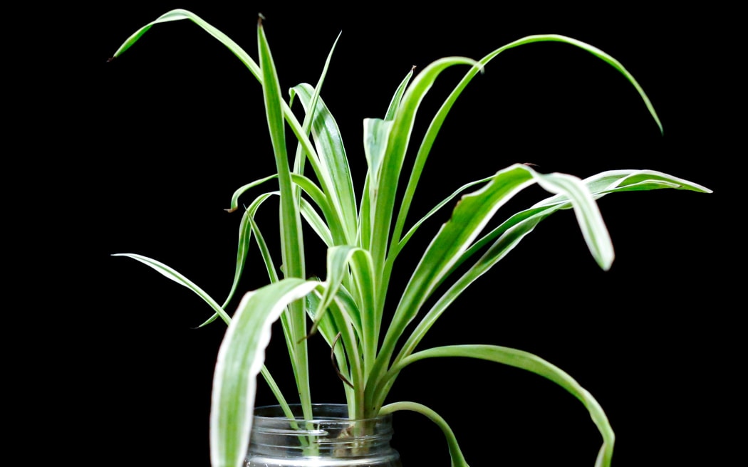 Spider plants have been shown to remove formaldehyde from the air.