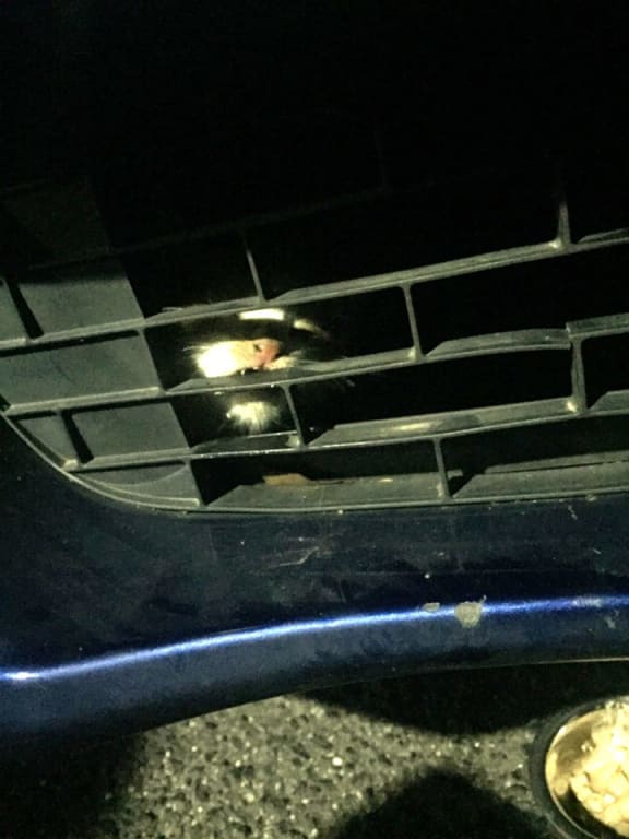 'Honda' was trapped behind the grill.