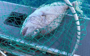 Ministry for Primary Industries is warning of dead snapper floating in the sea off Auckland.