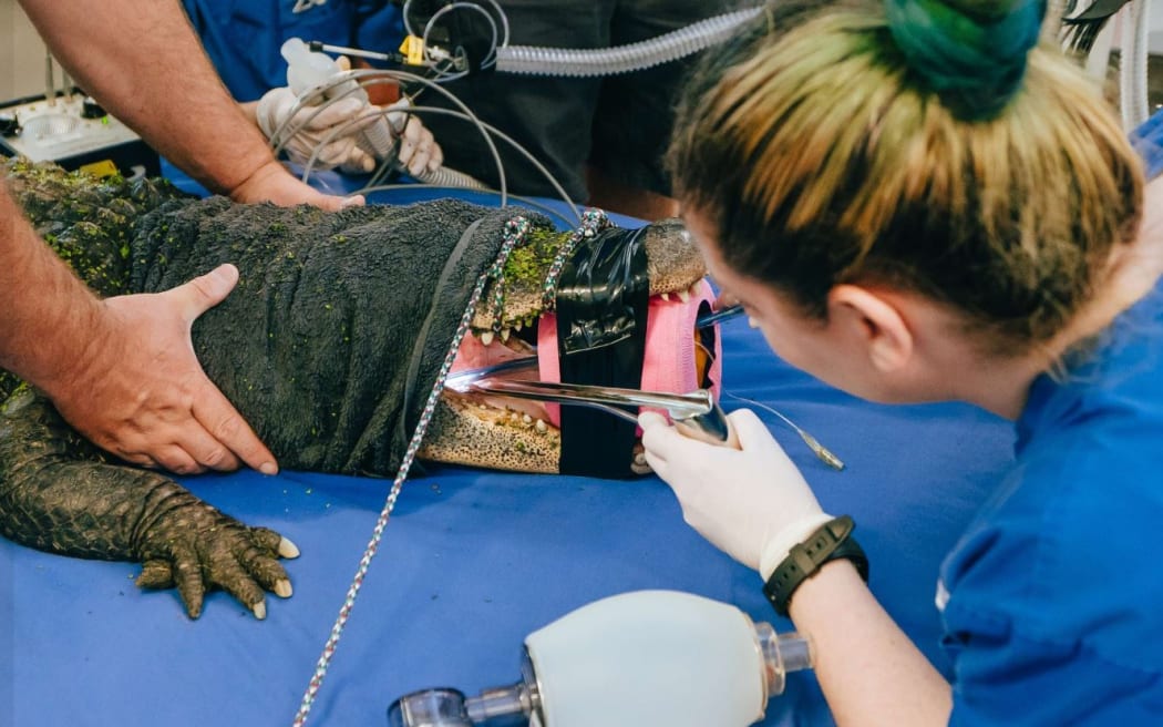 Dixie the American alligator from Auckland Zoo undergoes an endoscopy after swallowing a jandal left behind in her enclosure.