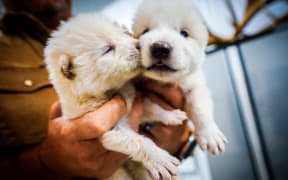 Cloned by Colossal Biosciences, two male dire wolf pups were born last November.