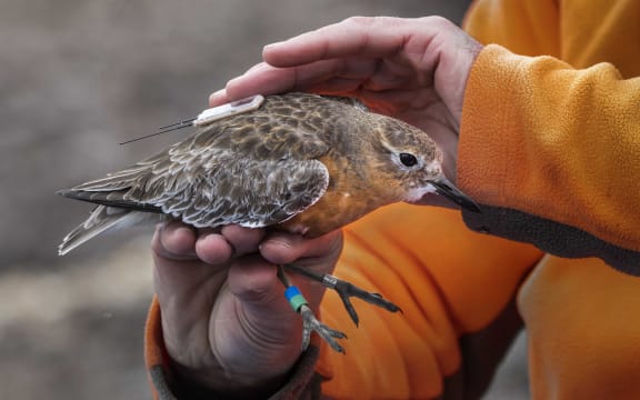 The hands of a person wearing a bright orange fleece gently hold a small bird with mottled brown and white plumage above and rust-coloured plumage on its breast. The bird has a small device attached to its back and blue and green rings around one of its legs.