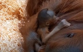 Auckland Zoo's new baby Bornean orangutan with its mother Melur.